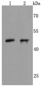 a01038 neurod1 primary antiboties wb testing 1