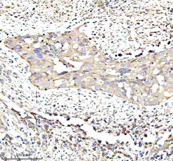 a01040 3 rps12 primary antibodies ihc testing 12