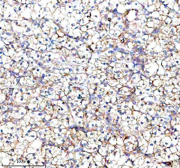 a01040 3 rps12 primary antibodies ihc testing 13