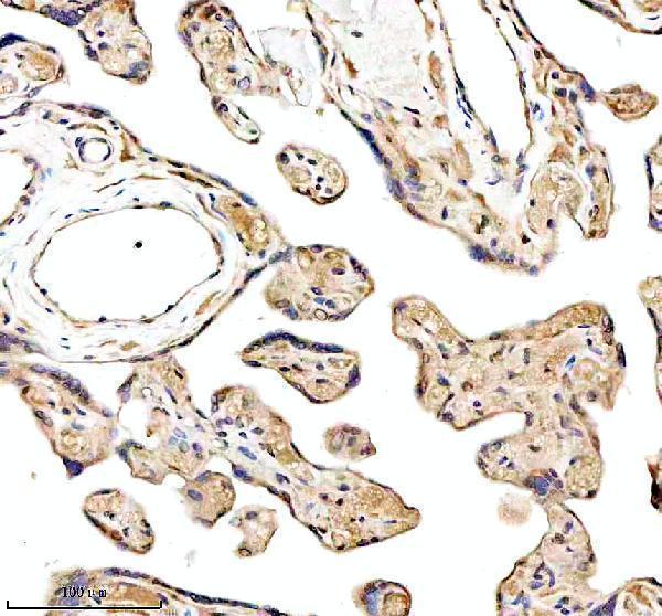 a01040 3 rps12 primary antibodies ihc testing 15