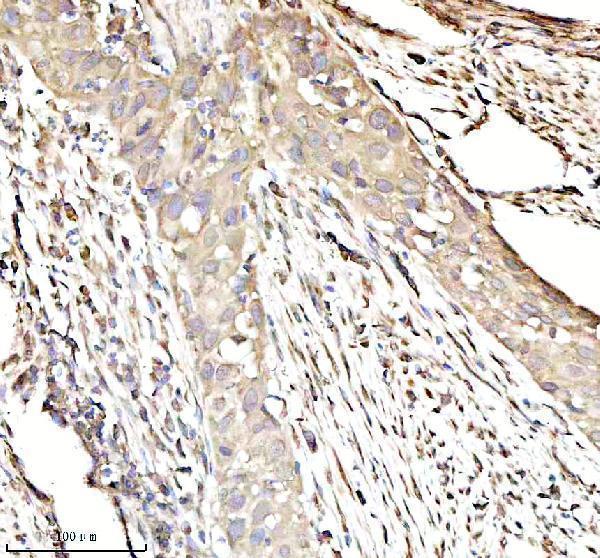 a01040 3 rps12 primary antibodies ihc testing 4