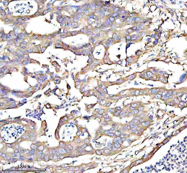 a01040 3 rps12 primary antibodies ihc testing 6