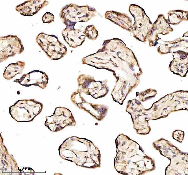 a01040 3 rps12 primary antibodies ihc testing 7