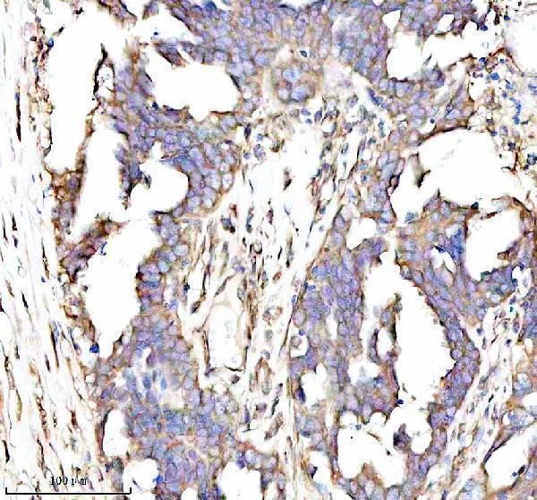 a01040 3 rps12 primary antibodies ihc testing 8