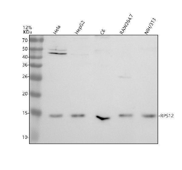 a01040 3 rps12 primary antibodies wb testing 1_1
