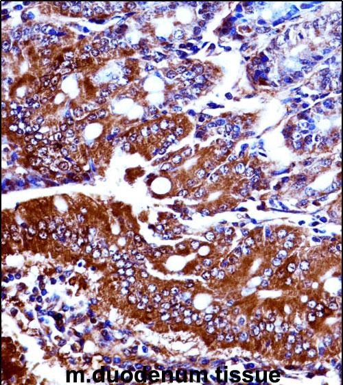 a01042 2 anti mouse npr1 antibody n term ihc p testing 3