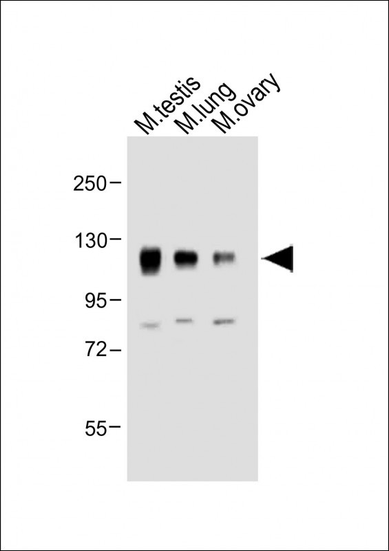a01042 2 anti mouse npr1 antibody n term wb testing 1