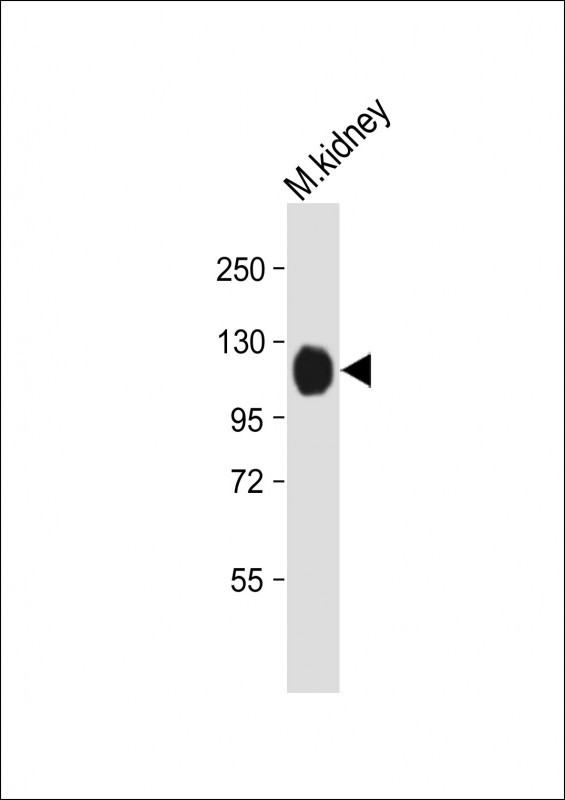 a01042 2 anti mouse npr1 antibody n term wb testing 2