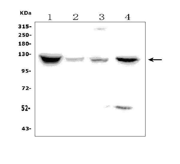 a01042 npr1 primary antibodies wb testing 1