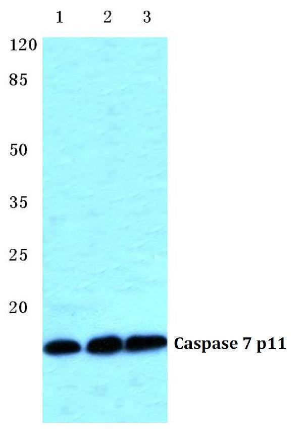 a01044 1 casp7 primary antiboties wb testing 1
