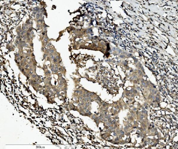 a01044 2 casp7 primary antibodies ihc testing 2