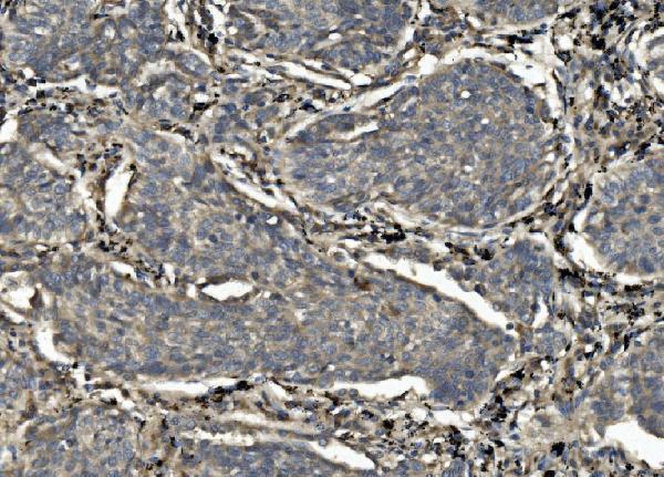 a01044 2 casp7 primary antibodies ihc testing 4