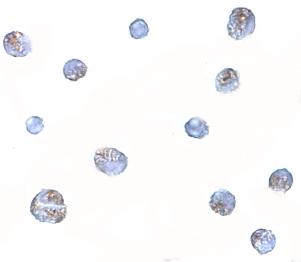 a01045 ndp primary antibodies icc testing 2