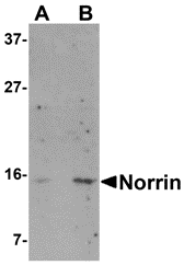 a01045 ndp primary antibodies wb testing 1