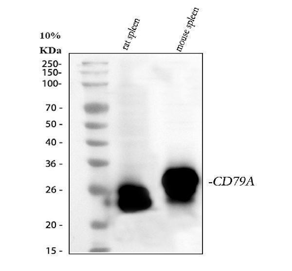 a01047 1 cd79a primary antibodies wb testing 1_1