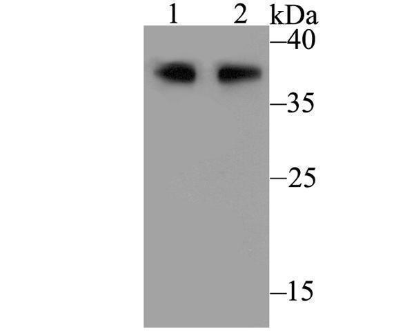 Western blot analysis of CD79a on different lysates