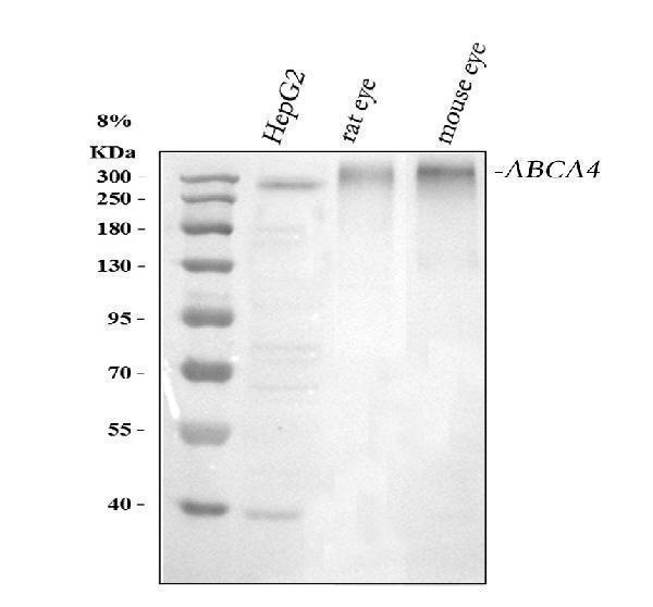 a01048 abca4 primary antibodies wb testing 1