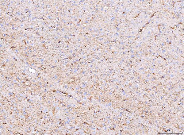 a01049 aqp4 primary antibodies ihc testing 3
