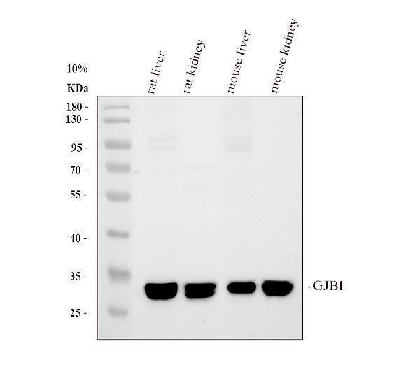 a01050 gjb1 primary antibodies wb testing 1_1