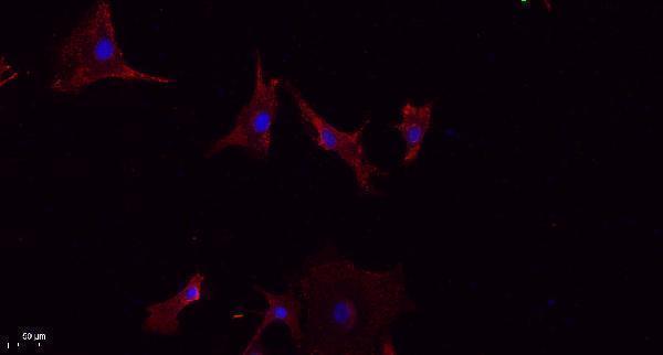 a01051 3 lats1 primary antibodies if testing 1