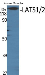 a01051 3 lats1 primary antibodies wb testing 2