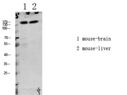 a01051t1079 1 lats1 primary antibodies wb testing 1