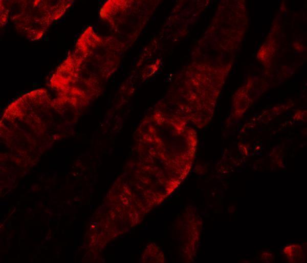 Immunofluorescence of TFPI in rat small intestine tissue with TFPI antibody at 20 μg/mL
