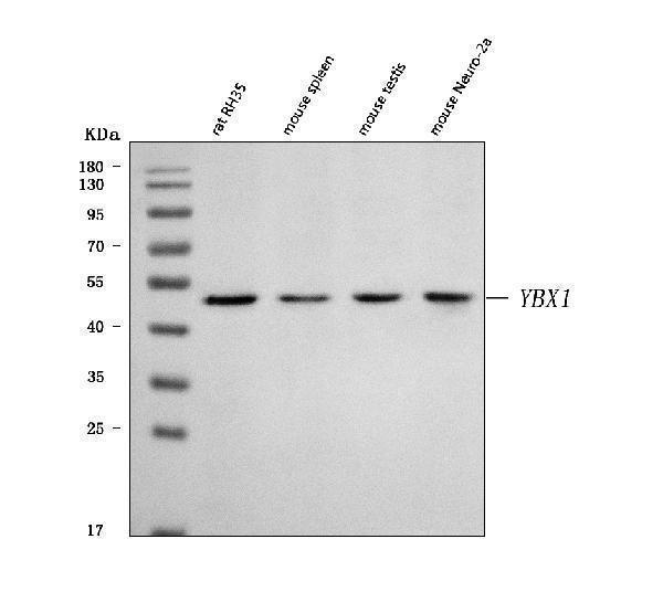  Western blot analysis of YB1/Ybx1 using anti-YB1/Ybx1 antibody (A01054-1)