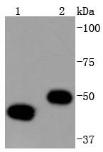 Western blot analysis of YB1 on different lysates using anti-YB1 antibody at 1/1,000 dilution