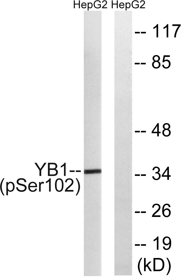a01054s102 ybx1 primary antibodies wb testing 1
