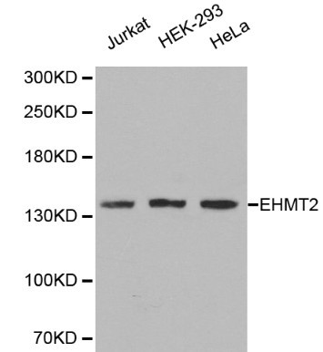 WesternBlot (WB) analysis of EHMT2 polyclonal antibody in extracts from Jurkat, HEK-293 and Hela cells
