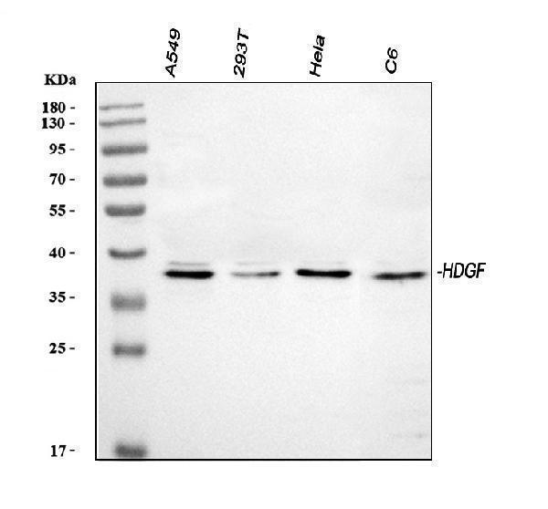 a01057 hdgf primary antibodies wb testing 1