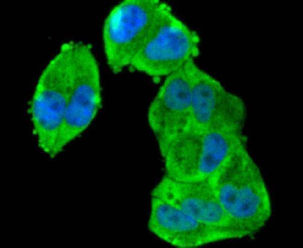ICC staining Phospho-RSK1(S380) in Hela cells (green)