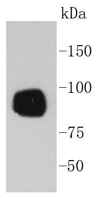 Western blot analysis of Phospho-RSK1(S380) on A431 cell lysates using anti-Phospho-RSK1(S380) antibody at 1/1,000 dilution