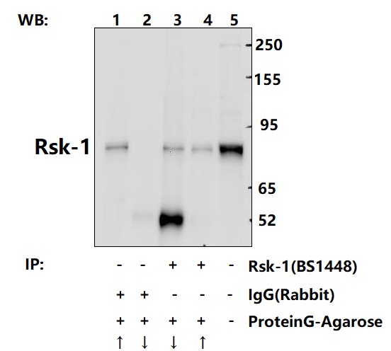 Immunoprecipitation of HCT116 cell lysates using Rsk-1 pAb (Sepharose Bead Conjugate)#BD0048 (lane 3 and lane 4) and Nonspecific IgG  Control (Sepharose Bead Conjugate)#BD0048 (lane 1 and lane 2) 
