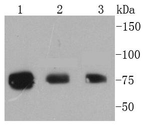 Western blot analysis of Phospho-RSK1 p90(T359+S363) on different lysates using anti-Phospho-RSK1 p90(T359+S363) antibody at 1/1,000 dilution