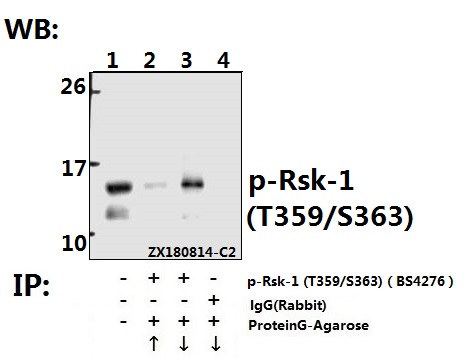 Immunoprecipitation of HepG2 cell lysate using p-Rsk-1 (T359/S363) pAb (Sepharose Bead Conjugate) #BD0048(lane 2 and lane 3) and Nonspecific IgG Control (Sepharose Bead Conjugate) #BD0048 (lane 4 ) 