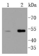 Western blot analysis of extracts of various cell lines, using Chk1 antibody  at 1:1000 dilution
