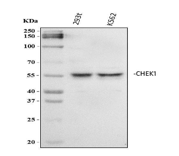 a01060 chk1 primary antibodies wb testing 1