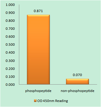 a01060s301 chek1 primary antibodies elisa testing 1