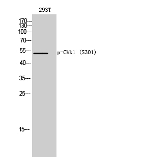 Western Blot analysis of 293T cells using Phospho-Chk1 (S301) Polyclonal Antibody diluted at 1:2000