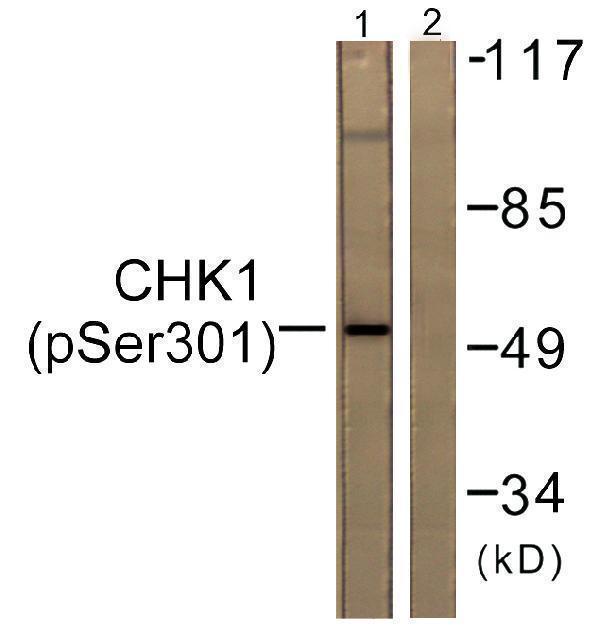 Western blot analysis of lysates from 293 cells, using Chk1 (Phospho-Ser301) Antibody