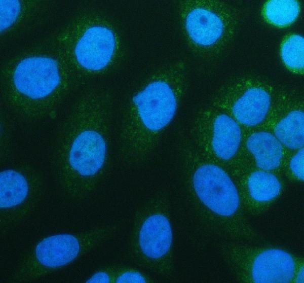 IF analysis of SIRT3 using anti-SIRT3 antibody (A01061-3)