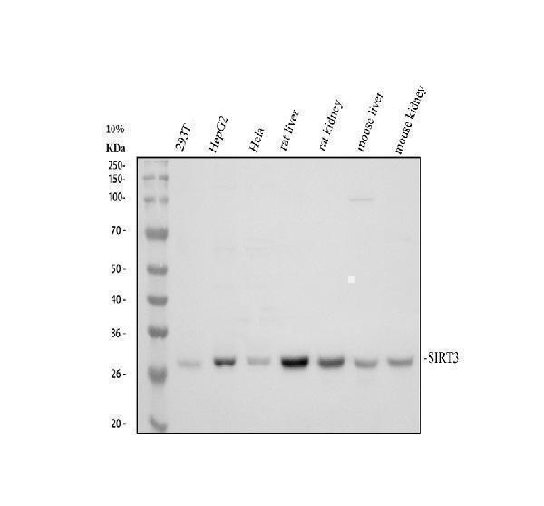 Western blot analysis of SIRT3 using anti-SIRT3 antibody (A01061-3)