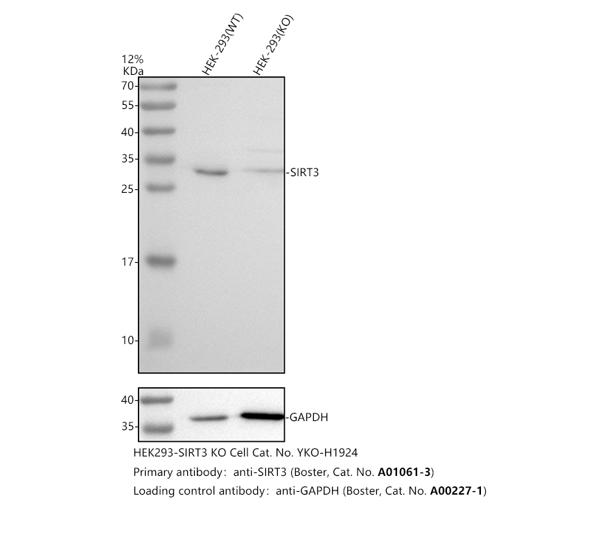 Western blot analysis of SIRT3 using anti-SIRT3 antibody (A01061-3)