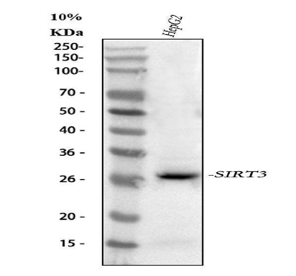  Western blot analysis of SIRT3 using anti-SIRT3 antibody (A01061-4)