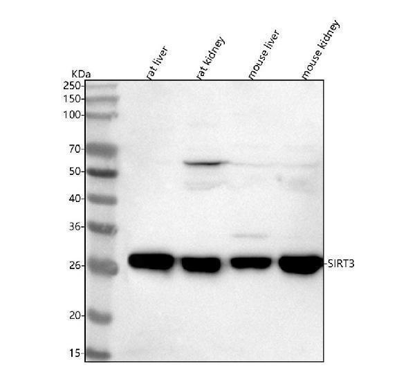  Western blot analysis of SIRT3 using anti-SIRT3 antibody (A01061-4)