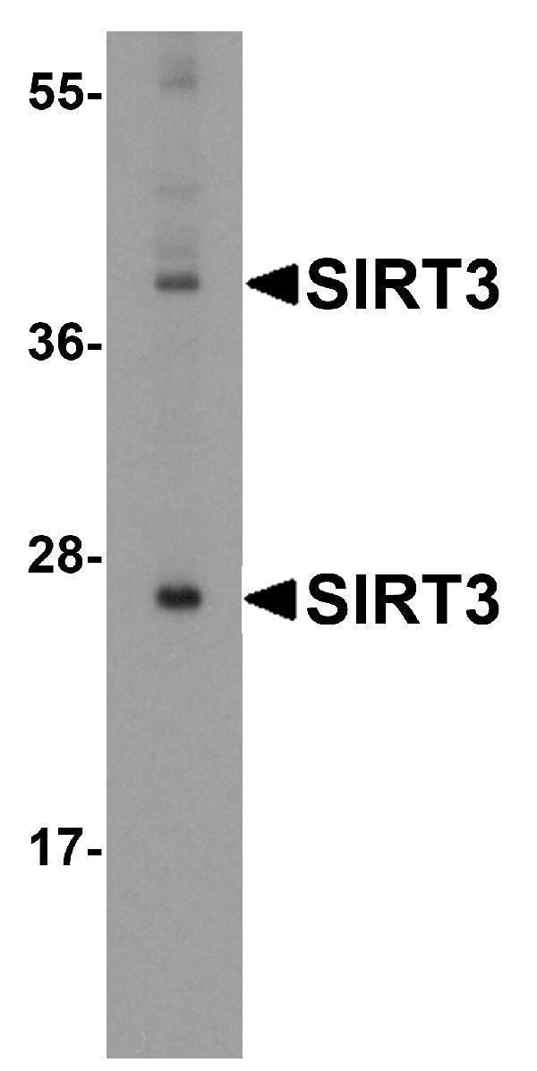 a01061 sirt3 primary antibodies wb testing 1