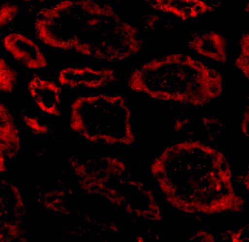 Immunofluorescence of Ski in human kidney tissue with Ski antibody at 20 μg/mL