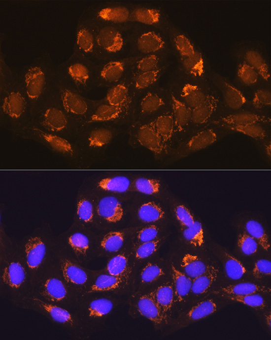 a01065 1 mut primary antiboties if testing 3
